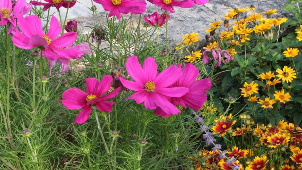 Absentee Gardeners: More lazy gardening
